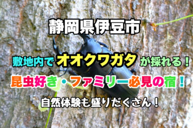 静岡県【敷地内でオオクワガタが捕れる伊豆市のスゴイ宿！】遊び・自然体験にもおすすめ！