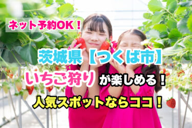 つくば市【いちご狩り・食べ放題の人気スポット３選！】ネット予約OK！茨城県