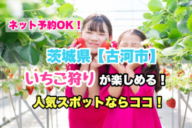 古河市【いちご狩り・食べ放題の人気スポットならココ！】ネット予約OK！茨城県