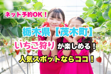 茂木町【いちご狩り・食べ放題の人気スポット！】ネット予約OK！栃木県